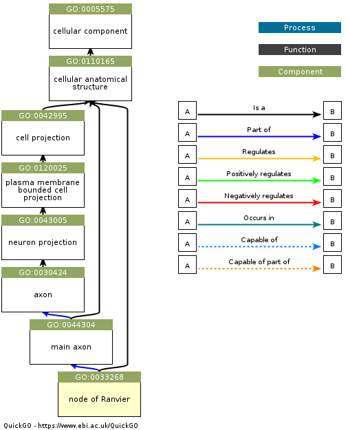 An example of a Gene Ontology graph for the entity “node of Ranvier”, which is a component of a neuron.  Obtained from https://www.ebi.ac.uk/QuickGO/GTerm?id=GO:0033268.